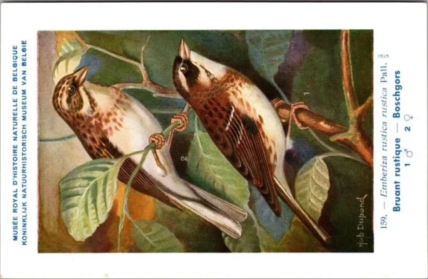 Bosgors / Rustic Bunting – Nº 159 – (KBIN / IRSNB)