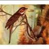 Dwerggors / Little Bunting – Nº 161 – (KBIN / IRSNB)