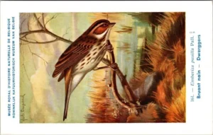 Dwerggors / Little Bunting – Nº 161 – (KBIN / IRSNB)