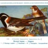 IJsgors / Lapland Longspur – Nº 163 – (KBIN / IRSNB)