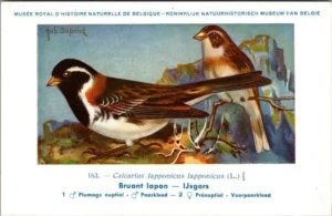 IJsgors / Lapland Longspur – Nº 163 – (KBIN / IRSNB)