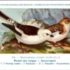Sneeuwgors / Snow Bunting – Nº 164 – (KBIN / IRSNB)