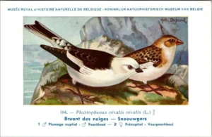 Sneeuwgors / Snow Bunting – Nº 164 – (KBIN / IRSNB)