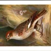 Siberische Leeuwerik / Siberian Lark – Nº 166 – (KBIN / IRSNB)