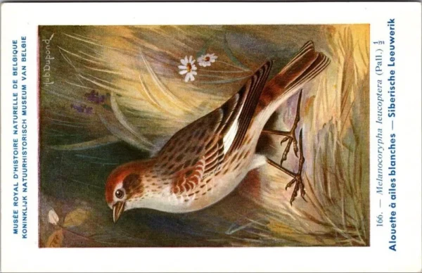 Siberische Leeuwerik / Siberian Lark – Nº 166 – (KBIN / IRSNB)