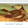 Gvogels_008 Kuif-Leeuwerik / Crested Lark – Nº 169 – (KBIN / IRSNB)