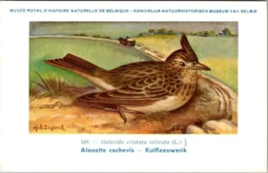 Gvogels_008 Kuif-Leeuwerik / Crested Lark – Nº 169 – (KBIN / IRSNB)