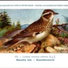 Gvogels_009 Boomleeuwerik / Woodlark – Nº 170 – (KBIN / IRSNB)