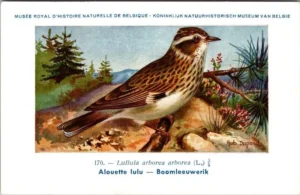 Gvogels_009 Boomleeuwerik / Woodlark – Nº 170 – (KBIN / IRSNB)