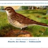 Veldleeuwerik / Skylark – Nº 171 – (KBIN / IRSNB)