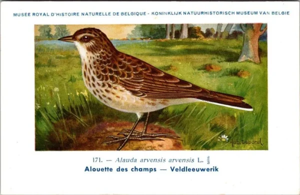 Veldleeuwerik / Skylark – Nº 171 – (KBIN / IRSNB)
