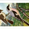 Gvogels_011 Kleine grijze Klauwier / Lesser Grey Shrike – Nº 173 – (KBIN / IRSNB)