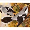 Gvogels_012 Grote grijze Klauwier / Great Grey Shrike – Nº 174 – (KBIN / IRSNB)