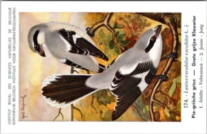Gvogels_012 Grote grijze Klauwier / Great Grey Shrike – Nº 174 – (KBIN / IRSNB)