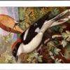 Gvogels_013 Roodkopklauwier / Woodchat Shrike – Nº 175 – (KBIN / IRSNB)