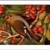 Pestvogel / Bohemian Waxwing – Nº 177 – (KBIN / IRSNB)