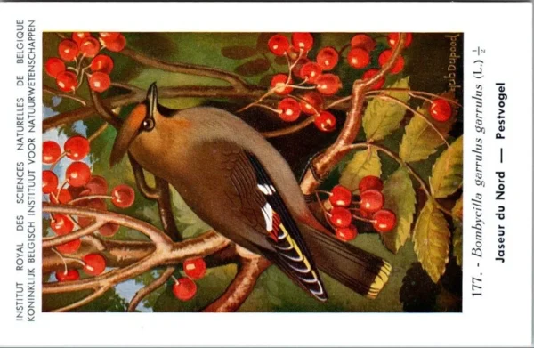 Pestvogel / Bohemian Waxwing – Nº 177 – (KBIN / IRSNB)