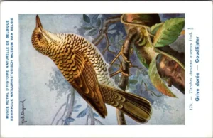 Gvogels_015 Goudlijster / White's Thrush – Nº 178 – (KBIN / IRSNB)