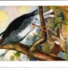 Sibirische lijster / Siberian Thrush – Nº 179 – (KBIN / IRSNB)