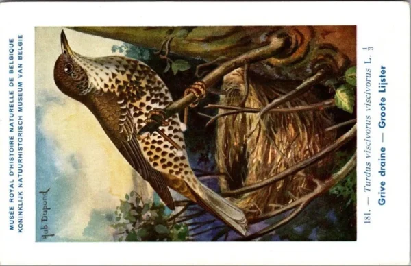 Gvogels_017 Groote Lijster / Mistle Thrush – Nº 181 – (KBIN / IRSNB)