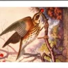 Gvogels_018 Koperwieklijster / Redwing – Nº 183 – (KBIN / IRSNB)