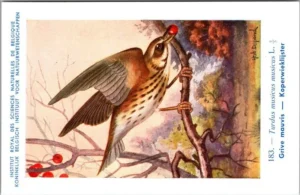 Gvogels_018 Koperwieklijster / Redwing – Nº 183 – (KBIN / IRSNB)