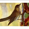 Gvogels_019 Swainsons Dwerglijster / Swainson's Thrush – Nº 184 – (KBIN / IRSNB)
