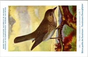 Gvogels_019 Swainsons Dwerglijster / Swainson's Thrush – Nº 184 – (KBIN / IRSNB)