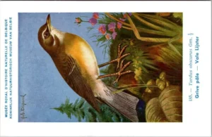 Gvogels_020 Vale Lijster / Pale Thrush – Nº 185 – (KBIN / IRSNB)