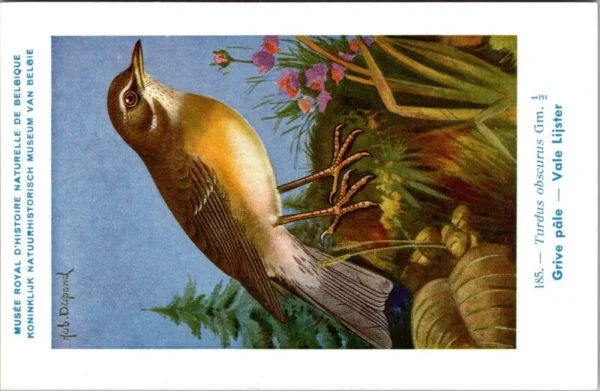 Gvogels_020 Vale Lijster / Pale Thrush – Nº 185 – (KBIN / IRSNB)