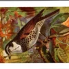 Hvogels_001 Rosvleugellijster / Dusky Thrush – Nº 186 – (KBIN / IRSNB)