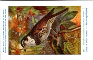 Rosvleugellijster / Dusky Thrush – Nº 186 – (KBIN / IRSNB)