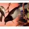 Zwartkeellijster / Black-throated Thrush – Nº 187 – (KBIN / IRSNB)