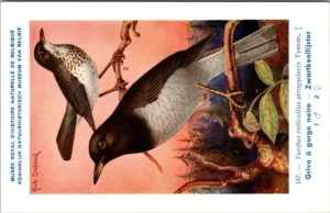 Zwartkeellijster / Black-throated Thrush – Nº 187 – (KBIN / IRSNB)
