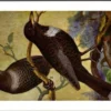 Hvogels_003 Kraagmerel / Ring Ouzel – Nº 188 – (KBIN / IRSNB)