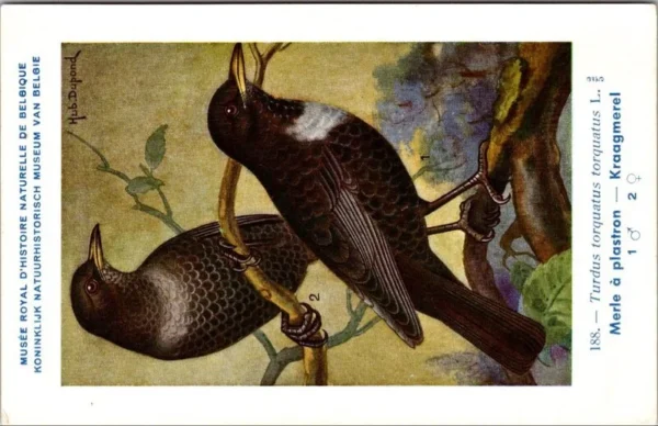 Hvogels_003 Kraagmerel / Ring Ouzel – Nº 188 – (KBIN / IRSNB)