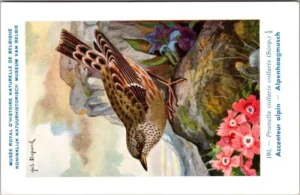 Alphenhaagmus / Alpine Accentor – Nº 190 – (KBIN / IRSNB)