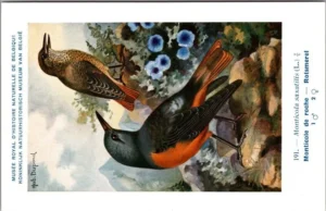 Hvogels_005 Rotsmerel / Blue rock thrush – Nº 191 – (KBIN / IRSNB)