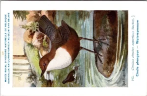 Hvogels_007 Waterspreeuw / White-throated dipper – Nº 193 – (KBIN / IRSNB)