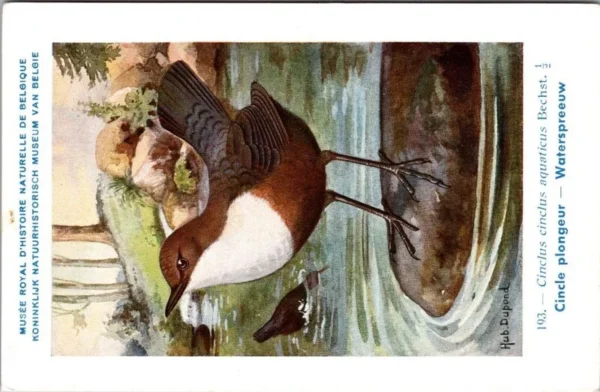 Hvogels_007 Waterspreeuw / White-throated dipper – Nº 193 – (KBIN / IRSNB)