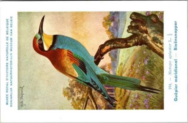 Bieënsnapper / European bee-eater – Nº 194 – (KBIN / IRSNB)