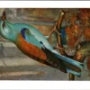 Scharrelaar / European Roller – Nº 195 – (KBIN / IRSNB)