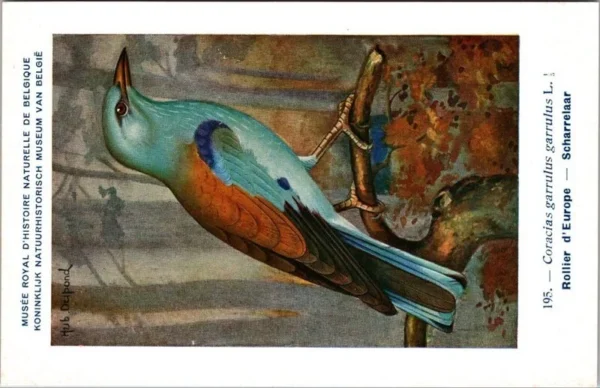 Scharrelaar / European Roller – Nº 195 – (KBIN / IRSNB)