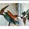 IJsvogel / Kingfisher – Nº 196 – (KBIN / IRSNB)