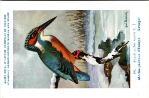 Hvogels_010 IJsvogel / Kingfisher – Nº 196 – (KBIN / IRSNB)
