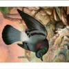 Hvogels_011 Rotsduif / Rock Dove – Nº 197 – (KBIN / IRSNB)
