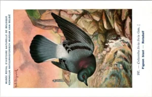 Hvogels_011 Rotsduif / Rock Dove – Nº 197 – (KBIN / IRSNB)