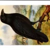 Raaf / Common Raven – Nº 201 – (KBIN / IRSNB)