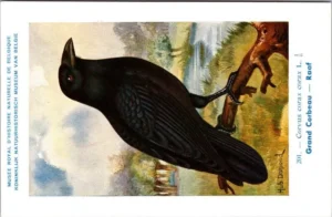 Hvogels_012 Raaf / Common Raven – Nº 201 – (KBIN / IRSNB)