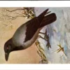 Bonte Kraai / Hooded Crow – Nº 202 – (KBIN / IRSNB)